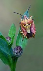 Multicolore