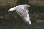 Panning aereo