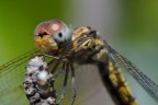 Libellula