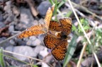 vola