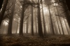 nel bosco