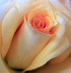 Profumo di rosa