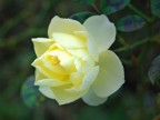 Rosa 1