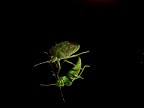 cimice che si specchia