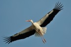 Cicogna in volo