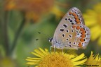 Icaro nel giallo