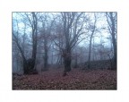 nel mio bosco...