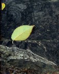 st