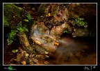 I soggetti per le mie macro scarseggiano....e stare con le mani in mani proprio non ce la faccio. Sabato mattina in compagnia di miki78 (altro utente del forum) ci siamo inoltrati nel bosco di Santo Pietro, nella famosa zona chiamata fontana del cacciatore,cos chiamata per la piccola sorgente naturale che sgorga dalla terra nella fitta boscaglia. Ho provato a catturare la bella luce del sottobosco. Spero vi piaccia.
Canon 40D, 18-55 is, treppiedi, polarizzatore.
Commenti e suggerimenti bene accetti!