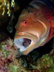 A grouper takes the time to care about his oral hygiene, with the collaboration of a cute small cleaner fish...

Image taken in Eilat, during the Epson Red Sea 2009 Shoot-outs...I waited 107 minutes before taking this shot, I was so happy to document such an amazing example of natural symbiosis...