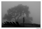 Nebbia...Sdraio vuote...