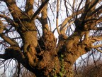 038  080309 LA  FORZA DELLA NATURA