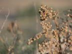 Un asfodelo  un ottimo soggetto per testare la profondit di campo!