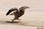 La corsa dell'aquila