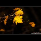 AUTUMN hue AUTUMN hue