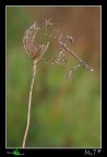 Empusa pennata femmina.
Canon 40D,tamron,f9,iso100,1/80,treppiedi.
Non stava ferma con le zampine davanti....chiss perch falciava l'aria e mi fissava....gli avr fatto antipatia. Mi piaceva tanto la sua posizione a banderuola....questo fa parte di una serie di scatti fatti a diversi esemplari di femmine di Empusa pennata....domenica ne ho trovate ben 6 dopo averle cercate per 3 domeniche di seguito invano!
[url=http://img148.imageshack.us/img148/2362/baderuola1200px.jpg][b]Immagine a 1200px[/b][/url]