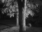 Fotografia IR. Sony DSC300W IR Ready, Filtro X-Nite 780.
 stato usato un cavalletto ed un illuminatore a led IR per telecamere da antifurto.