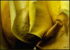 gialla poesia
