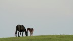 minimal horse