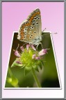 farfalla 3D