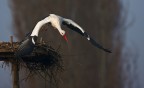 Cicogna in volo