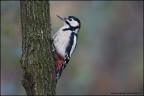 Picchio Rosso  Maggiore - Dendrocopos Major