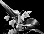 Orchidea