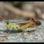 Cavalletta
