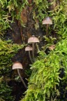 Mycena 1