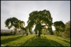 Alberi....