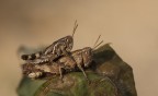 Evviva l'amore!