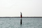 Cormorani in Laguna