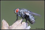 Mosca