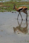 Una gazzella di Grant finalmente arriva all'acqua. Il riflesso anche.