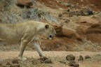 Una leonessa cammina tranquilla verso l'interno.