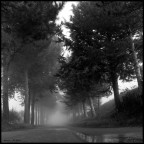 alberi nella nebbia