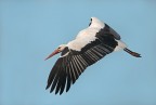 Cicogna in volo