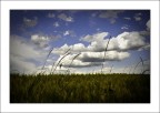 correre nel grano
