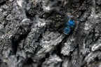 In genere cerco una sfondo sfocato per l macro... Ma la superficie di un tronco mi ha attirato... La mosca a causa del riflesso della luce del sole aveva un colore particolare...