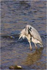 1/500 f8 iso 320 
Canon40D a 300mm