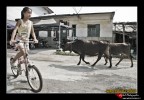 Bicicletta e vacche