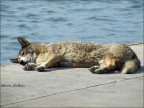 dolce dormire