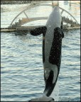 Foto scattata nel parco Marineland di Antibes (Francia).

Nikon D200, Sigma 18/200: 98mm, F/10, 1/500, ISO 640, misurazione spot.
Commenti e suggerimenti sono benvenuti.