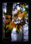 luce tra gli alberi