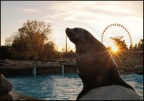 Parco acquatico Marineland, Antibes.

Commenti e suggerimenti sono benvenuti.