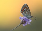 al sorgere del sole
