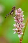 Ninfa di Coreidae