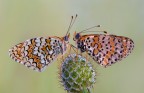 Due farfalle riprese qalche mese fà nella luce dell'alba.

Nikon D 700 + Sigma  180 mm + cavalletto

F 16 1 sec

commenti sempre graditi