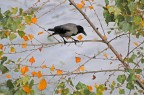 autunno