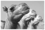 La sfacciataggine di questi animali e seconda solo alla loro simpatia..... morivano dalla voglia di farsi fotografare e ..... di mangiarmi l'ottica!